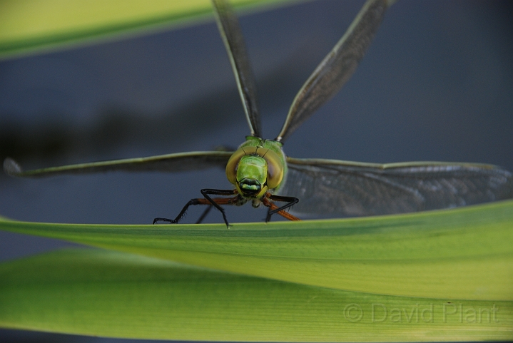 Southern hawker - A.JPG - Southern hawker, newly emerged - Cotswolds